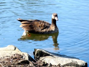 Enten im Parc de Tarbes